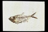 Fossil Fish Plate (Diplomystus) - Wyoming #111264-1